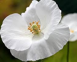 Bridal Silk Poppy Seeds online shopping