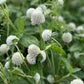 White Gomphrena Seeds online shopping