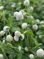 White Gomphrena Seeds online shopping