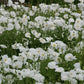 Bridal Silk Poppy Seeds online shopping
