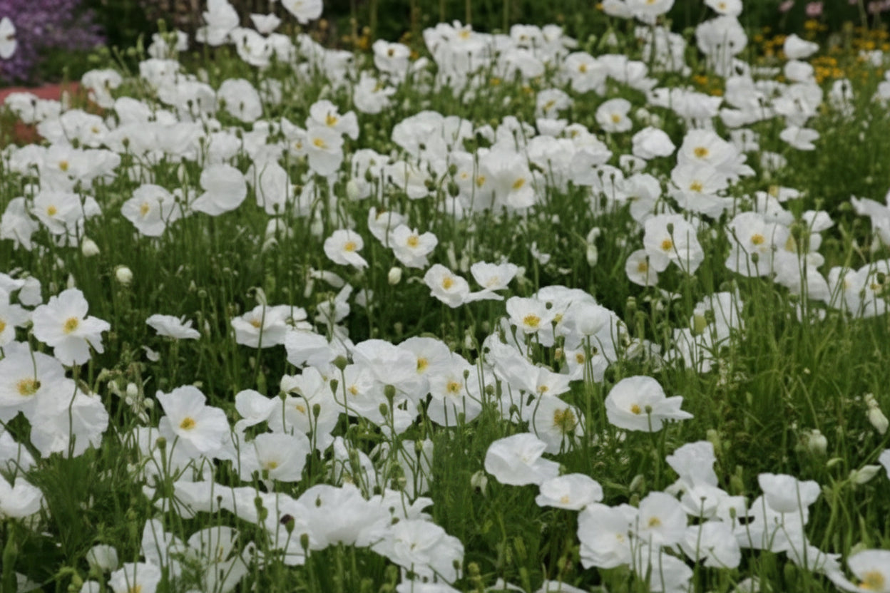 Bridal Silk Poppy Seeds online shopping
