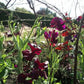 Midnight Sweet Pea Seeds online shopping