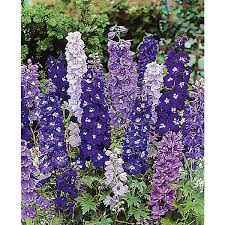 Magic Fountains Mix Delphinium Seeds online shopping