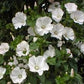 Mont Blanc Lavatera Seeds online shopping