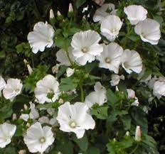 Mont Blanc Lavatera Seeds online shopping