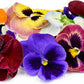 Swiss Giants Mix Pansy Seeds online shopping
