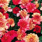Strawberry Blonde Marigold Seeds online shopping