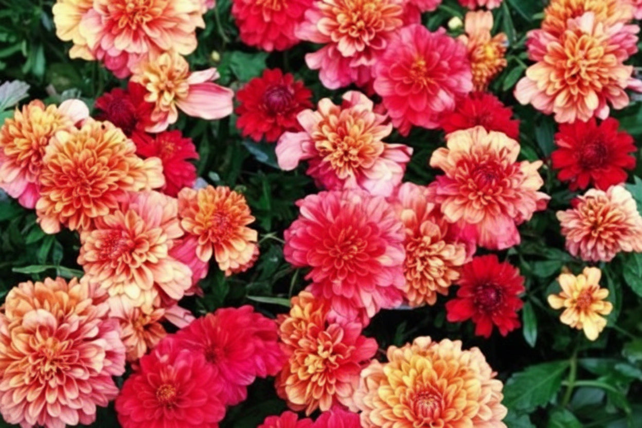Strawberry Blonde Marigold – EVERGREEN