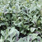 Dragon's Fire Arugula Seeds online shopping