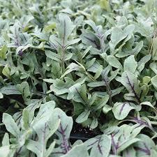 Dragon's Fire Arugula Seeds online shopping