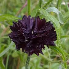 Black Ball Cornflower Seeds online shopping