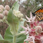 Showy Milkweed Seeds online shopping