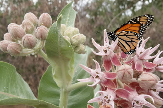 Showy Milkweed Seeds online shopping