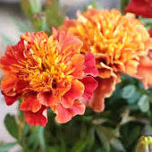 Strawberry Blonde Marigold Seeds online shopping