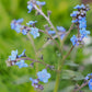 Chinese Forget-Me-Nots Cynoglossum amabile Seeds online shopping