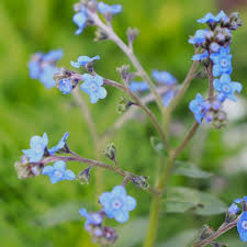Chinese Forget-Me-Nots Cynoglossum amabile Seeds online shopping