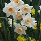 Iowana Narcissus Bulbs