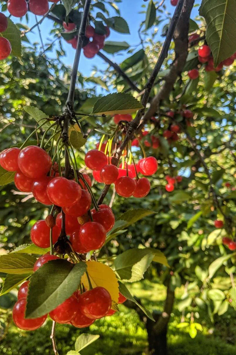 Surefire Sour Cherry