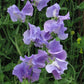 Royal Family Lavender Sweet Pea Seeds online shopping