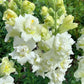 Madame Butterfly Ivory F1 Snapdragon Seeds online shopping