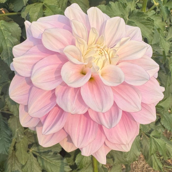 Favorite Daughter Dahlia Plants online shopping
