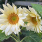 ProCut White Lite F1 Sunflower Seeds online shopping