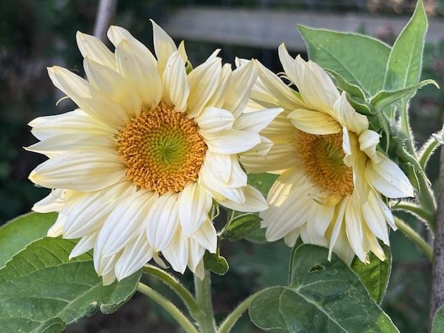 ProCut White Lite F1 Sunflower Seeds online shopping