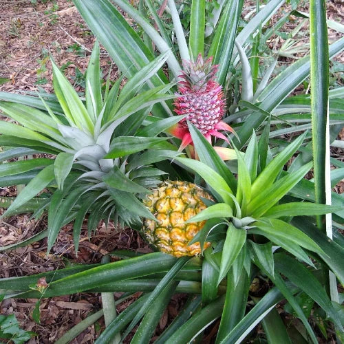 Pineapple Plant - Plante d'Ananas