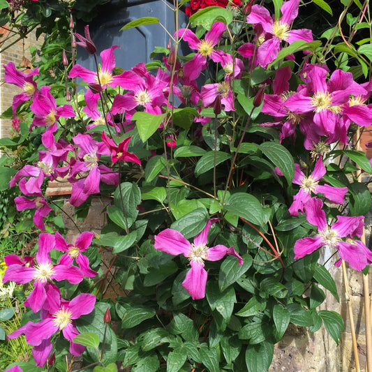 Inspiration Clematis Vine