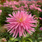 En Pointe Dahlia Plants online shopping