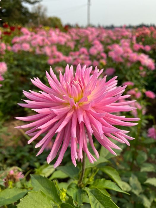 En Pointe Dahlia Plants online shopping