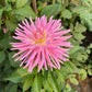 En Pointe Dahlia Plants online shopping