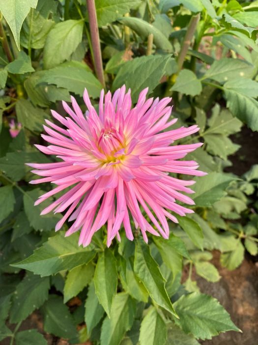En Pointe Dahlia Plants online shopping