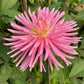 En Pointe Dahlia Plants online shopping