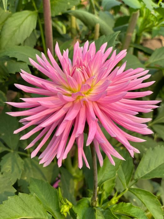 En Pointe Dahlia Plants online shopping