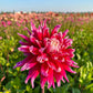 Grand Finale Dahlia