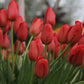Skyhigh Scarlet Tulip Bulbs