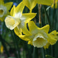 Hillstar Narcissus Bulbs
