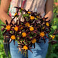  Verrone's Obsidian Dahlia Tubers. Spring Bulbs for Cut Flowers.