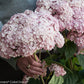 Hydrangea arborescens NCHA4 Incrediball Blush
