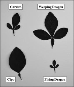 Weeping Dragon Plant