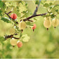 Invicta Gooseberry Plant
