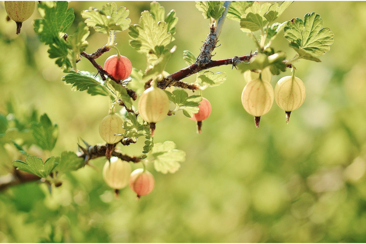 Invicta Gooseberry Plant