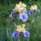 Iris x germanica Edith Wolford