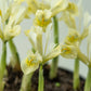 Katharine’s Gold Dwarf Iris Rhizomes