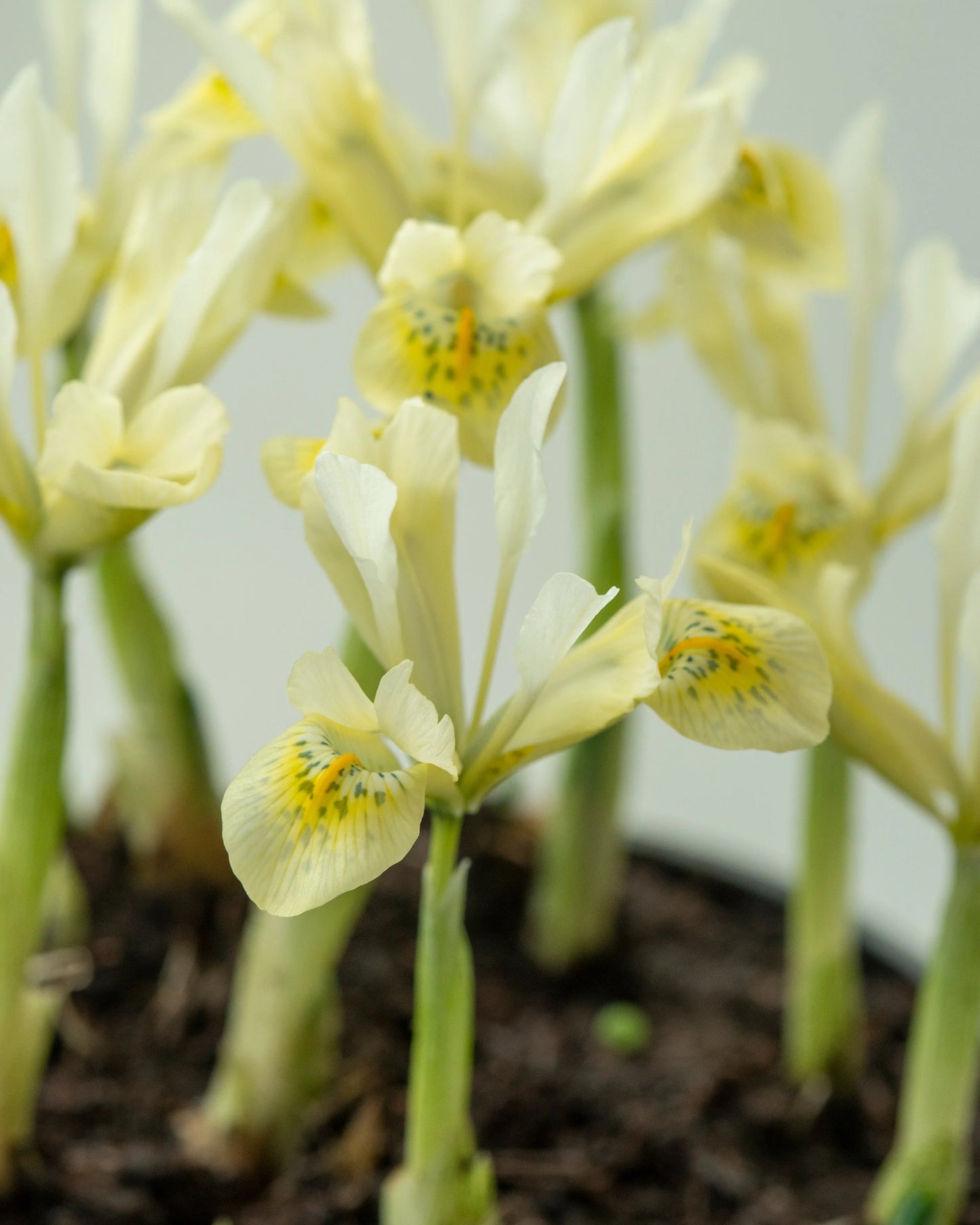 Katharine’s Gold Dwarf Iris Rhizomes