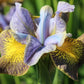 Iris Sibirica Peacock Butterflies Uncorked