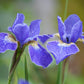 Iris Sibirica Silver Edge