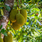 Jackfruit Tree - Jacquier