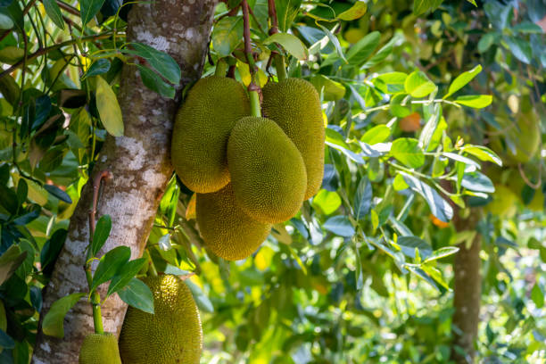 Jackfruit Tree - Jacquier